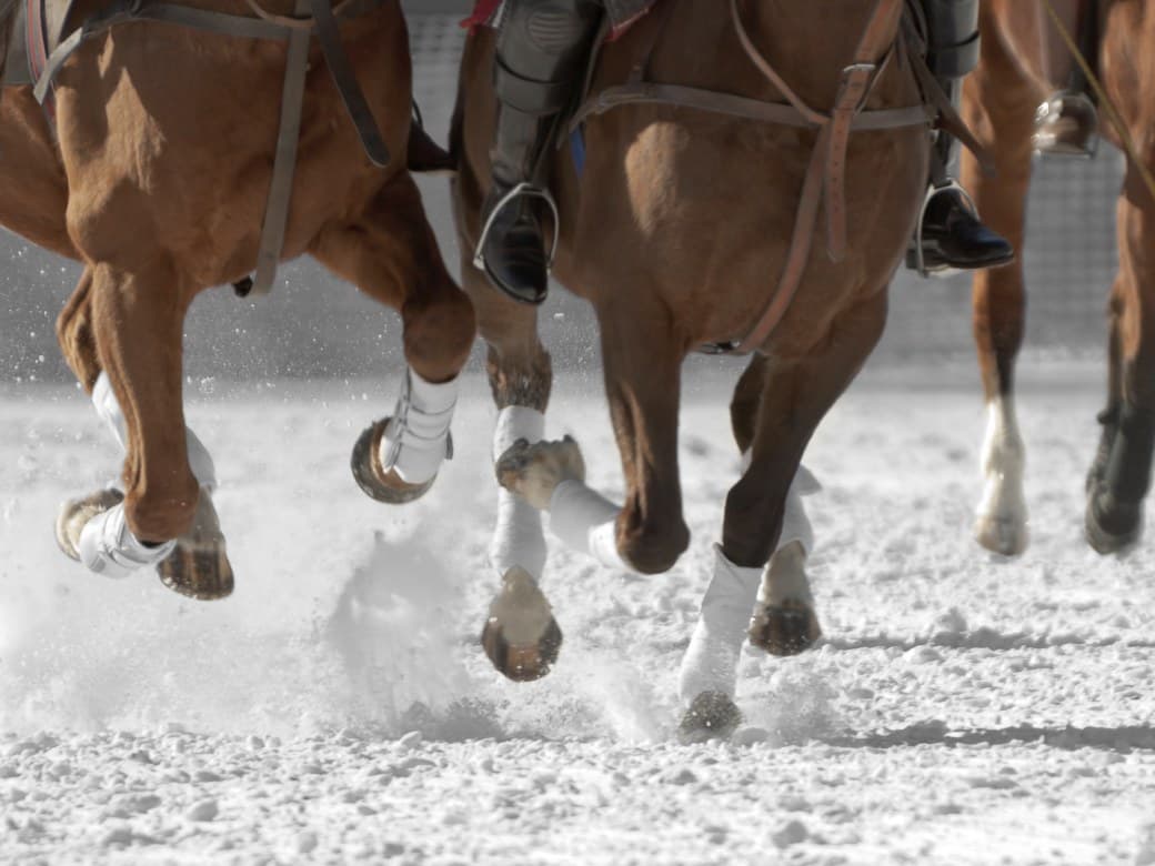 Polopferde im Galopp auf Schnee