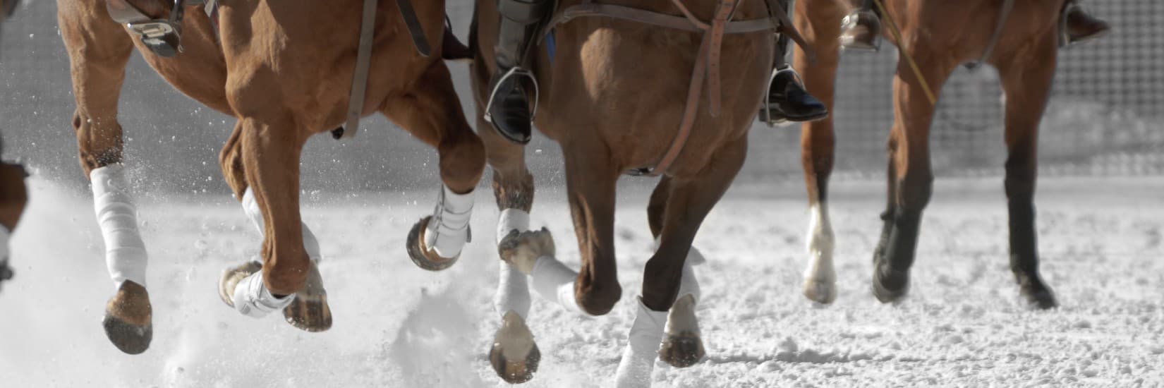 Polopferde im Galopp auf Schnee