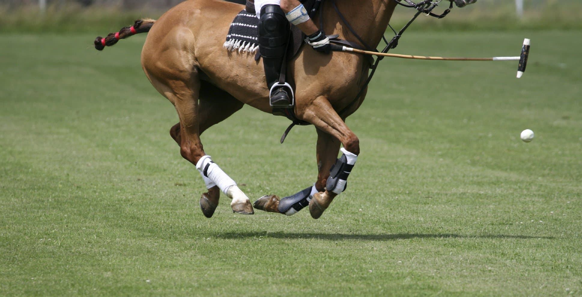 Polopferd im Galopp mit Schläger und Ball