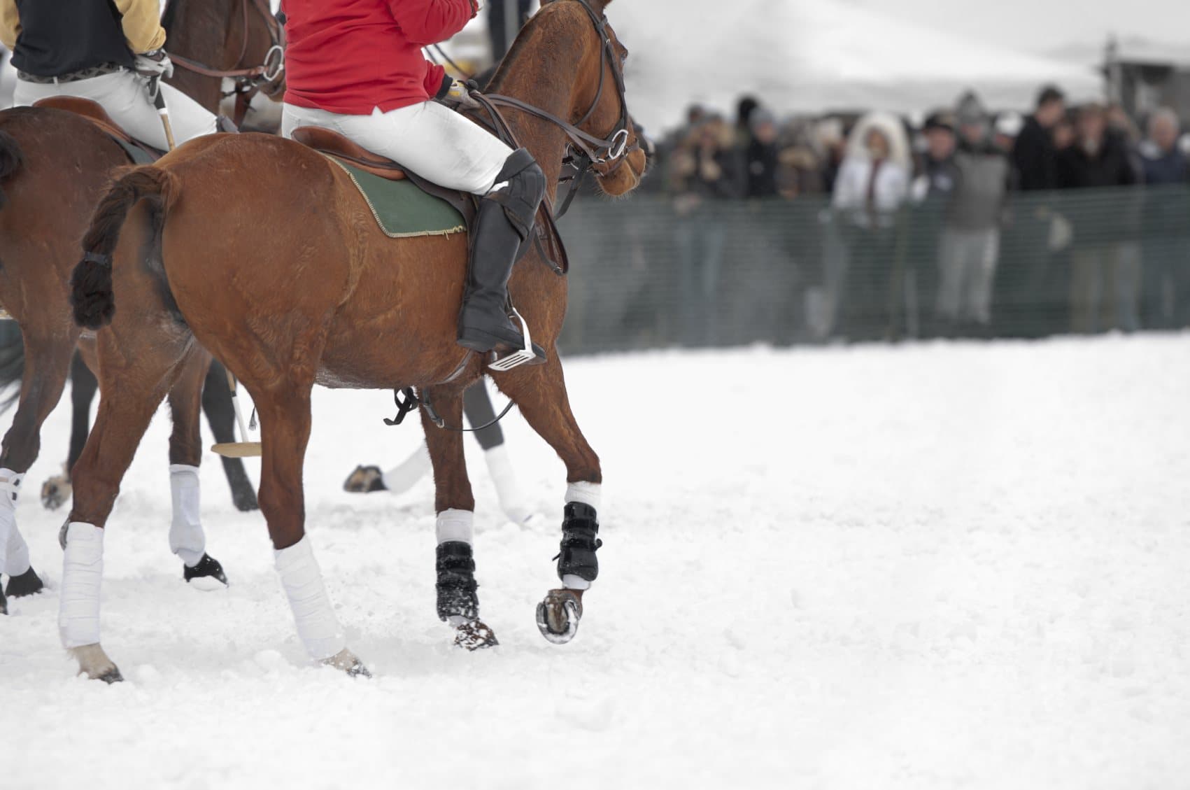 Polopferde auf Schnee